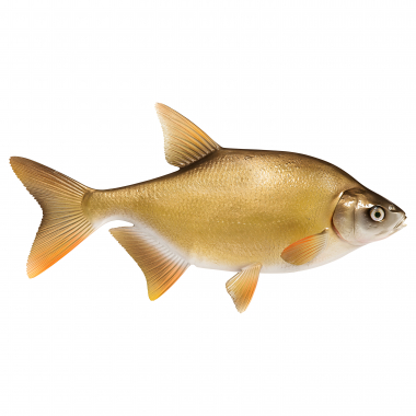 Deko-Fisch Brasse