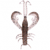 Zeck Edward (Ghost Shrimp) 
