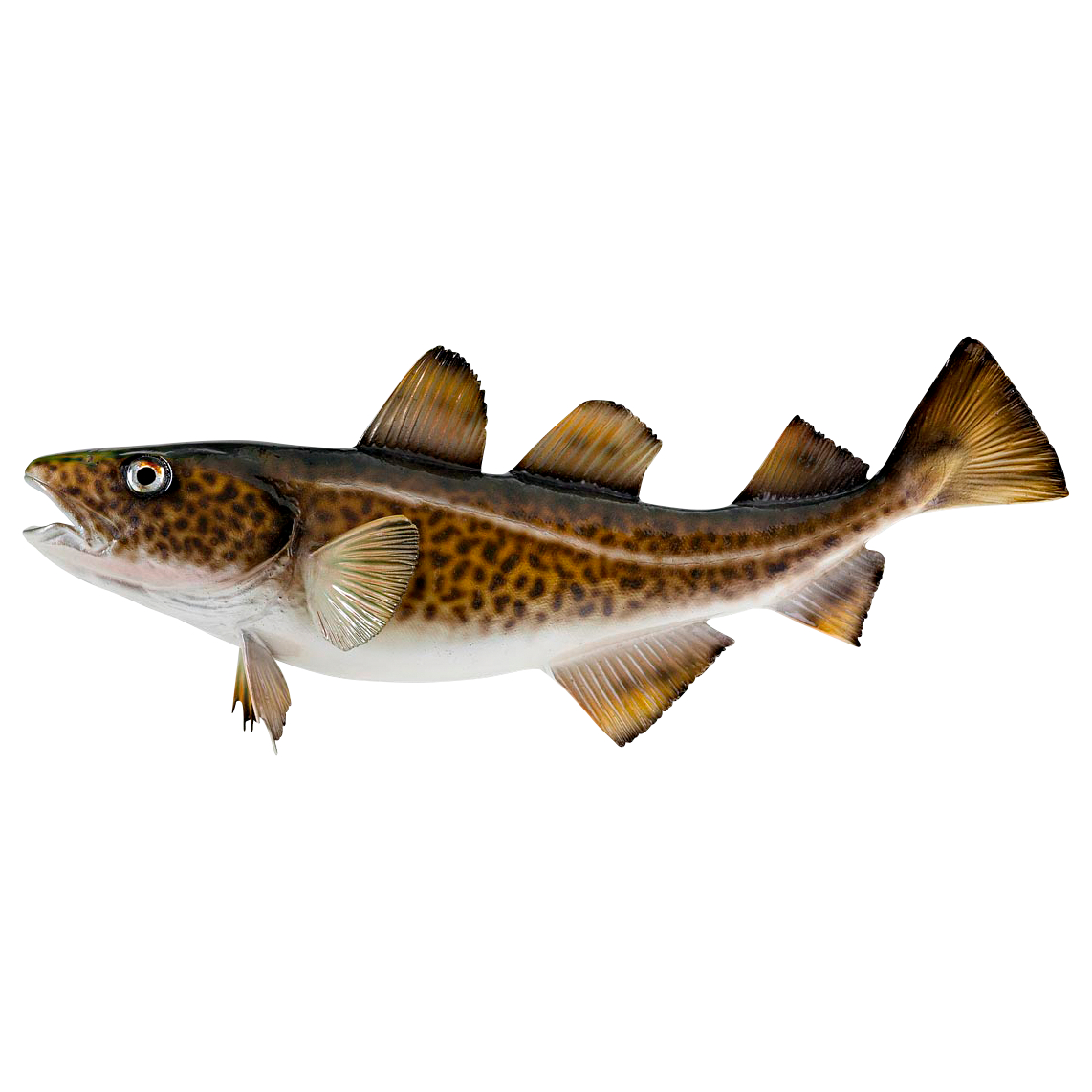 Deko-Fisch Dorsch 40 cm 