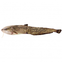 Gaby Kuscheltier Karpfen 61cm Fisch Plüschtier Stofftier 