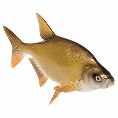 Deko-Fisch Brasse