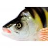 Deko-Fisch Barsch 28 cm