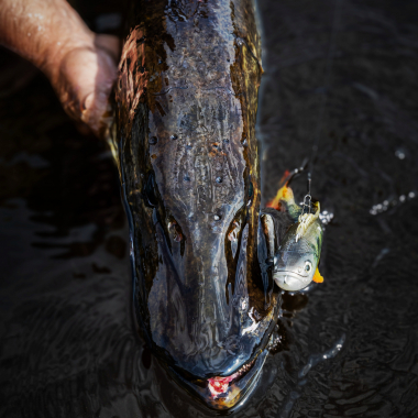 Pulz Bait Roach Skinz Set (Natural Roach/Natural Perch/Brown Trout)