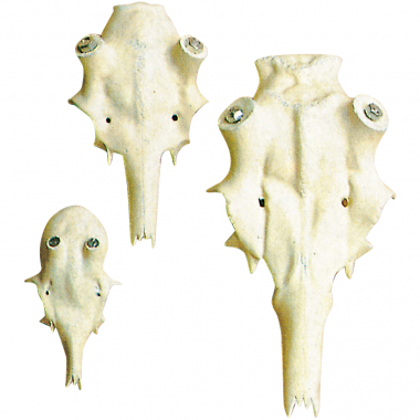 Akah Fallow deer skull (artificial)