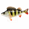 Deco-Fish Perch 34 cm
