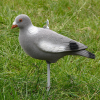Decoy-pigeon Full Body (flocked)