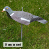 Decoy-pigeon Half Mold (5 as a set)
