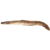 Gaby Stuffed animal eel