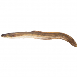 Gaby Stuffed animal eel