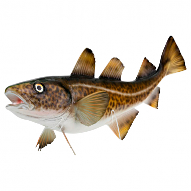 Decorative fish cod 40 cm