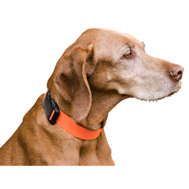 Dog Safety Collar
