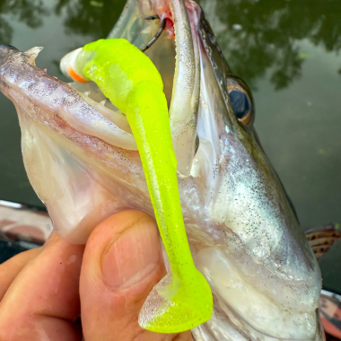 Fox Rage Scent Shad (Chartreuse Ayu)