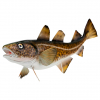 Decorative fish cod 40 cm