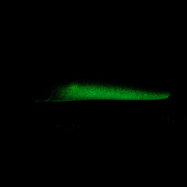 Probaits C4 Minnow - Spine | Green Pumpkin (Glow)