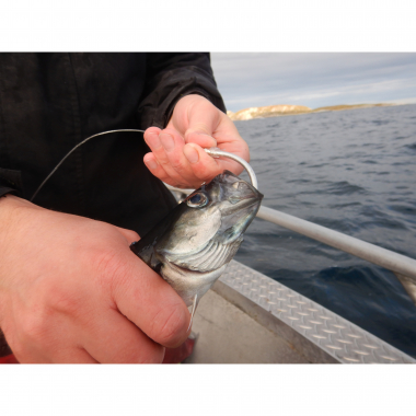 Eisele Halibut leader Circle XXL