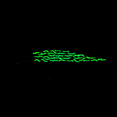 Probaits C4 Minnow - Pike Stream | Acid Lime (Glow)