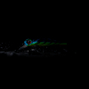 Probaits Twitchaholic 80 SR Twitchbait - Gravik | The Claw | Basti Special 