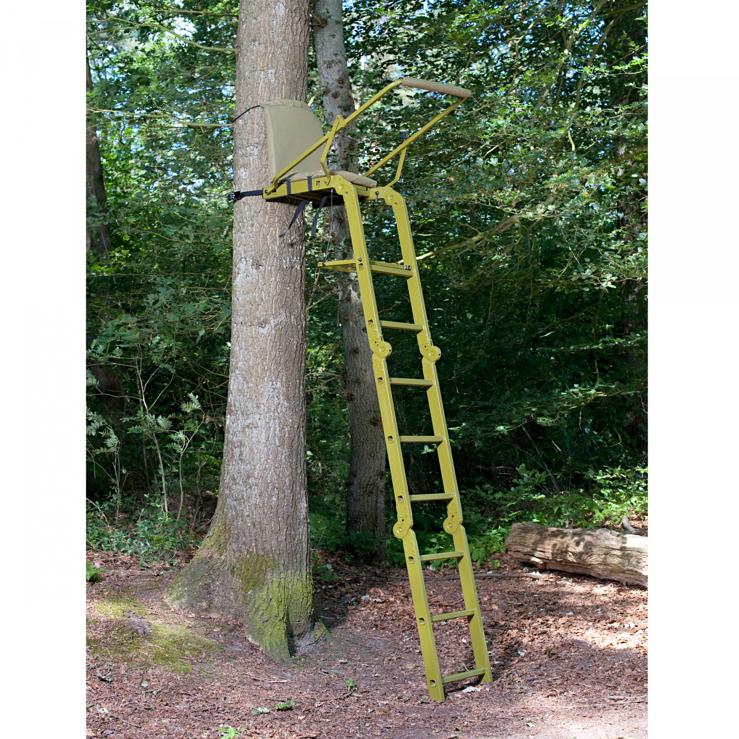 Tree Stand Waschbär 