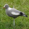  Ringeltaube Vollschale (beflockt) 