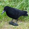 Carrion Crow, fullbodied (flocked) 