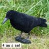  Carrion Crow, fullbodied (flocked, 4 as a set) 