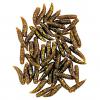  Predatory Fish Feed Maggots (Shrimp) 