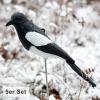  Elster-Attrappe (5er Set) 