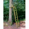  Tree Stand Waschbär 