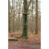  Baumsitz Grober Keiler 