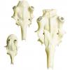  Rothirschschädel (künstlich) 