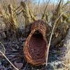  Entennest 