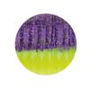  Drag-Tail (Purple Chatreuse) 