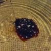  BissMagnet Liquid Bait No. 1 