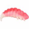  Fat Camola (Pink/White) 