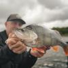  Scent Shad (Natural Wakasagi) 