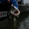 Pulz Bait Trout Kit (Rainbow Trout) 