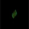  Totem Spoon 3,0 g - Rebound | Tannin (Holo) 