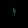  Wenom Spoon 2,5 g - DRGN | White Grape (Holo|Glow) 