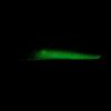 C4 Minnow - Spine | Green Pumpkin (Glow) 