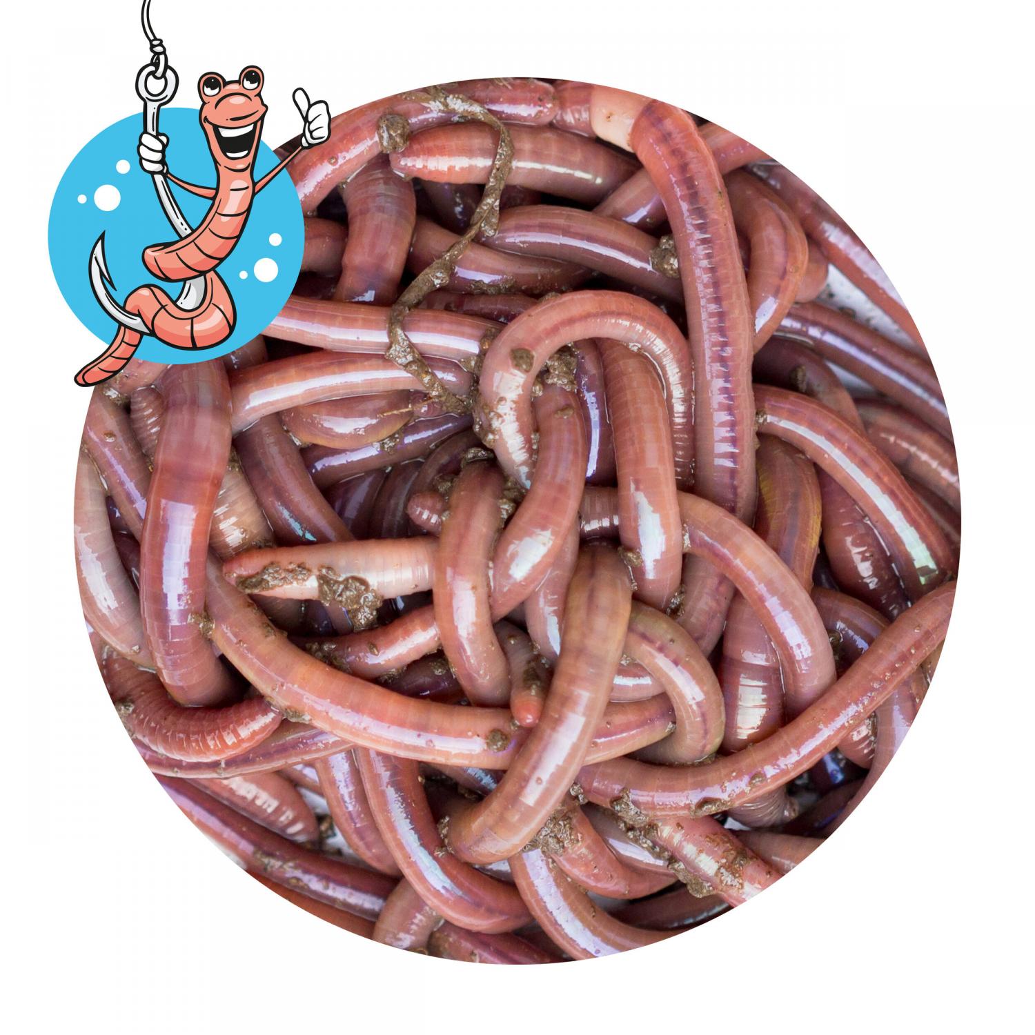  Lebendköder (Tauwurm, 12 Stk.) 
