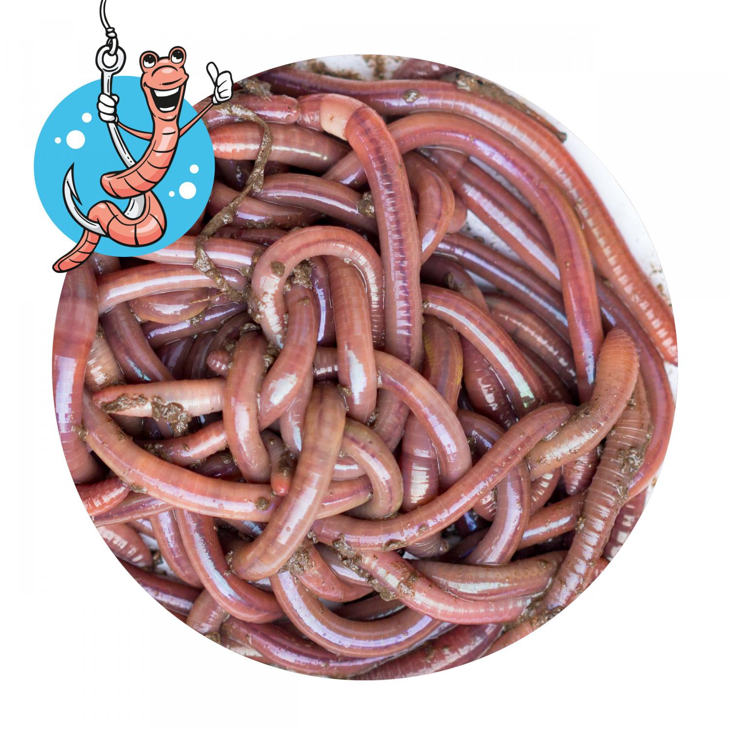  Lebendköder (Tauwurm, 24 Stk.) 