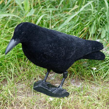  Carrion Crow, fullbodied (flocked)