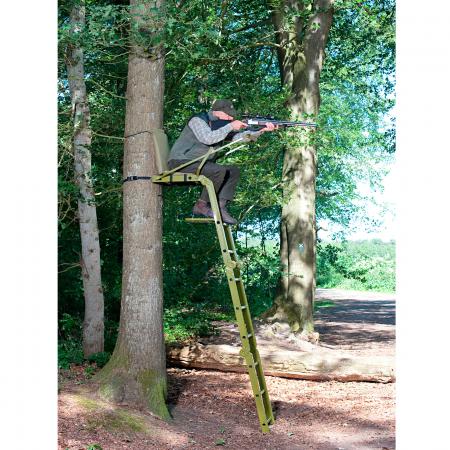 Baumsitz Waschbär