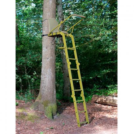  Baumsitz Waschbär