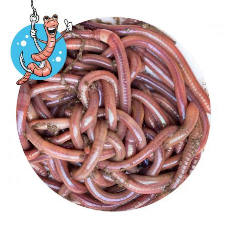 Lebendköder (Tauwurm, 24 Stk.)