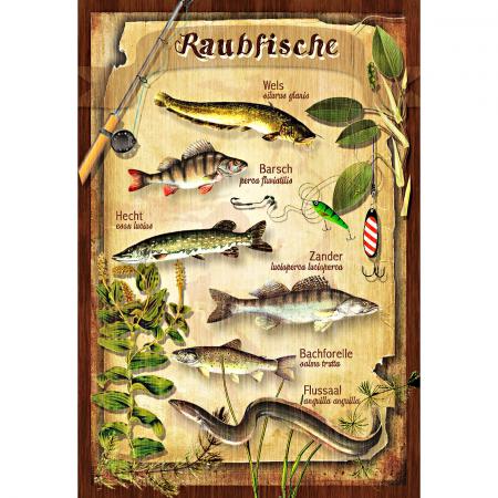 Blechschild (Raubfische)