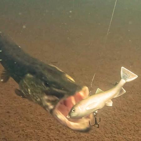 Pulz Bait Trout Kit (Rainbow Trout)
